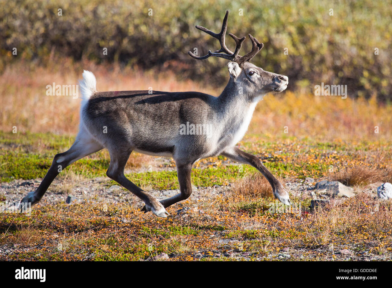 Lavoro,Job,l'Europa,autunno,autunno colori,Ifjord,Lapponia,NORVEGIA,le renne,l'allevamento,Sami,Scandinavia,mammiferi,animali, Foto Stock