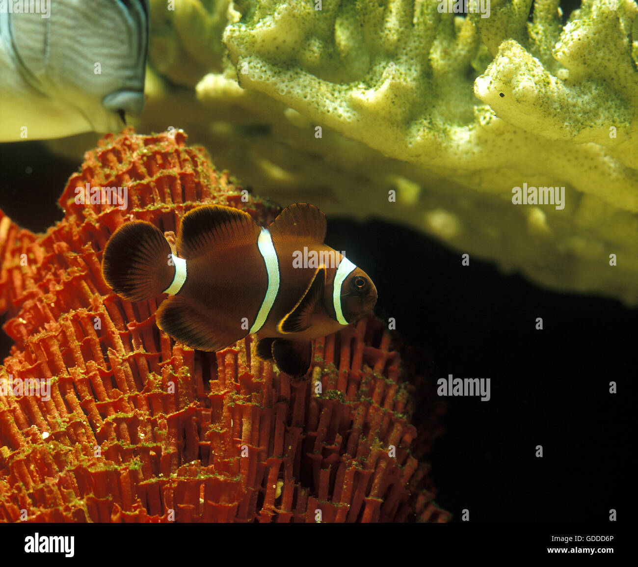La colonna vertebrale Anemonefish guancia o Maroon Clownfish, premnas biaculeatus, con corallo Foto Stock