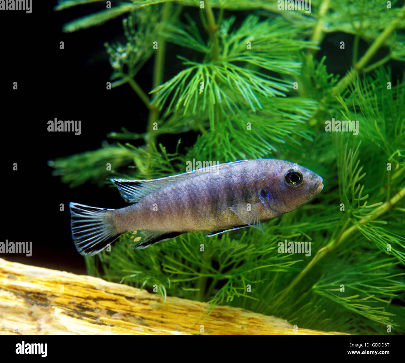Blue Zebra Cichlid, pseudotropheus zebra, Aquarium pesci di lago Malawi Foto Stock