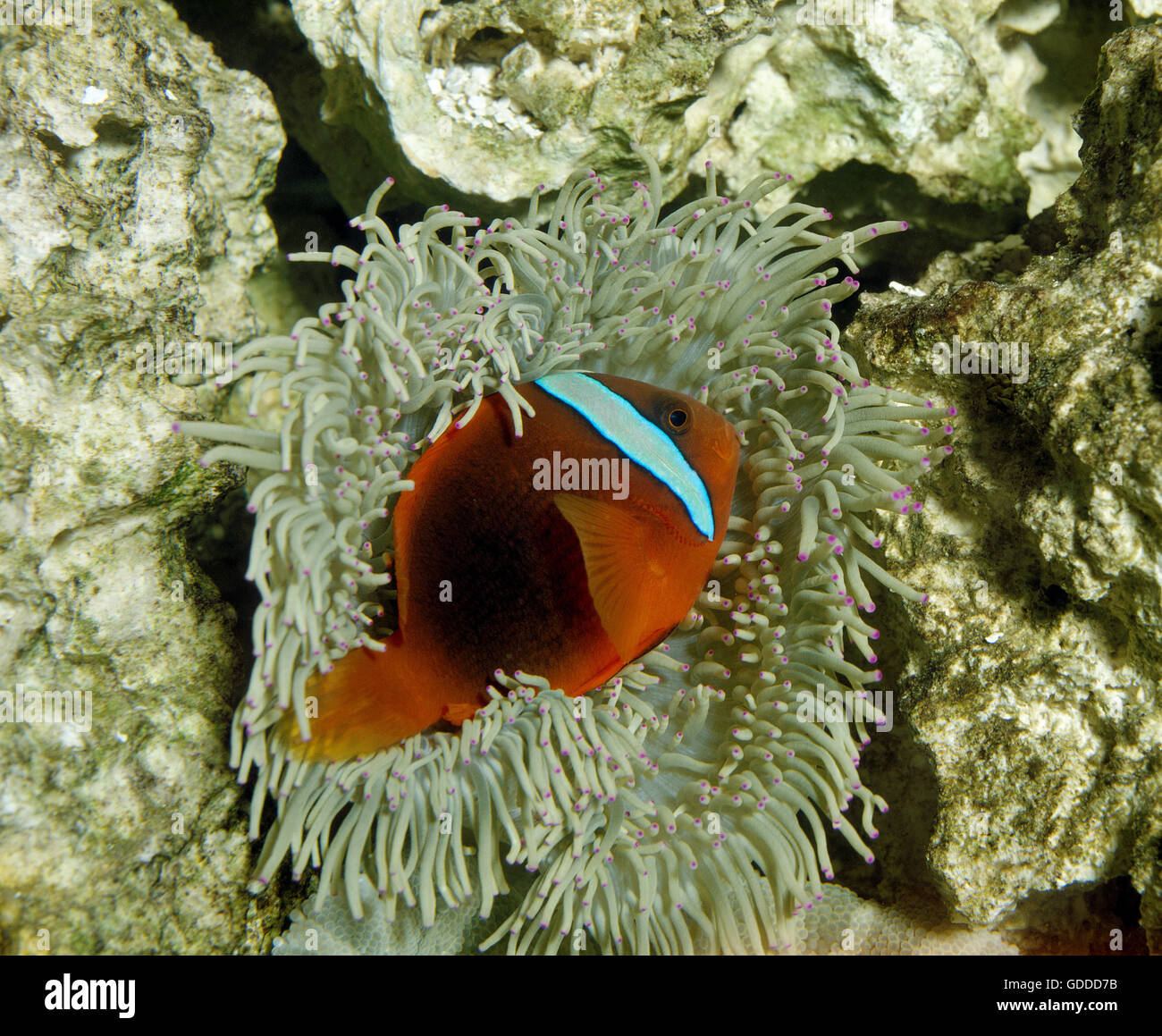 Il pomodoro CLOWNFISH amphiprion frenatus, adulti in anemone marittimo Foto Stock
