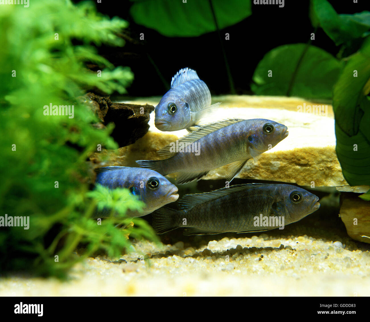Blue Zebra Cichlid, pseudotropheus zebra, Aquarium pesci dal lago Malawi Foto Stock