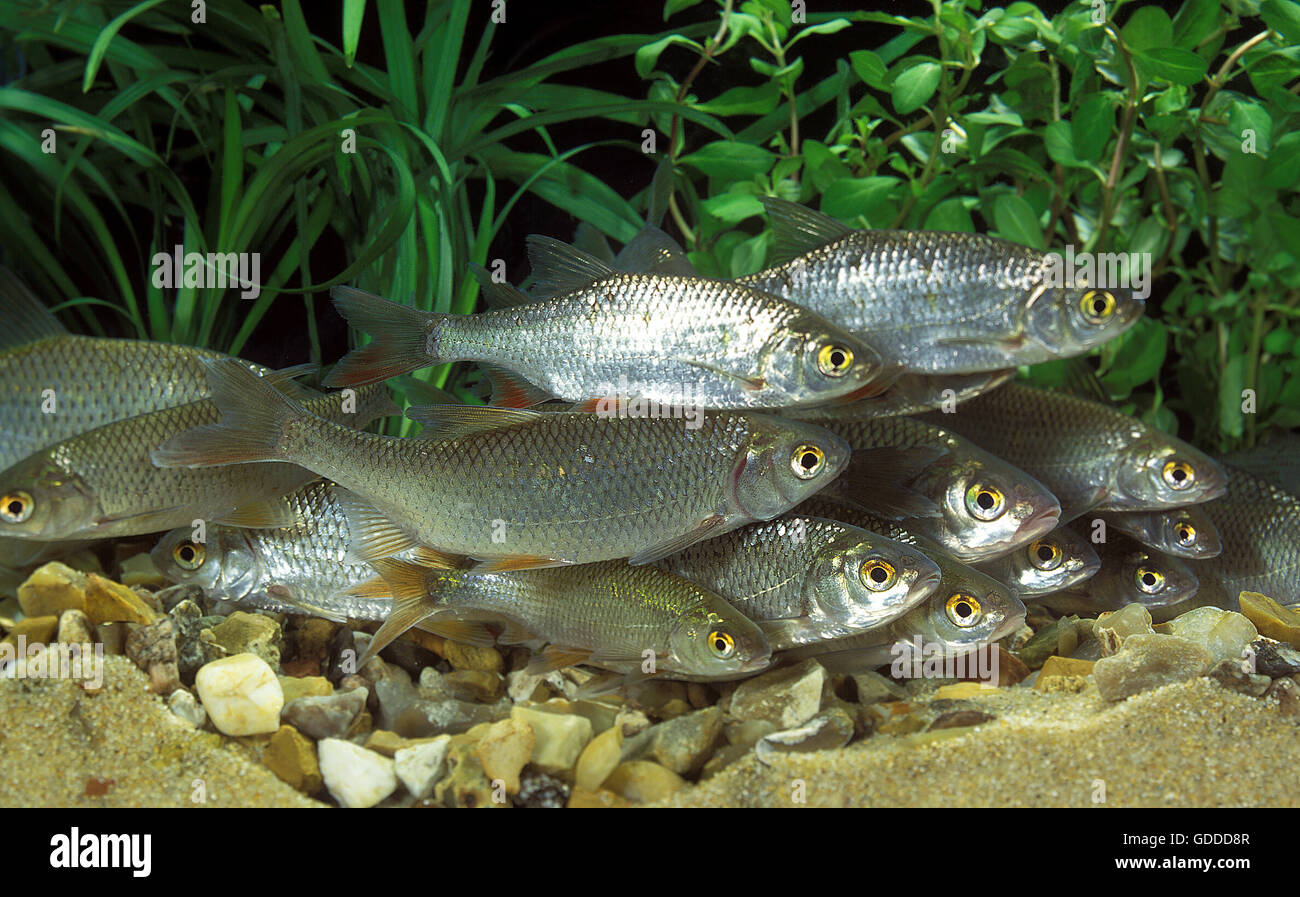 Roach, Rutilus rutilus Foto Stock