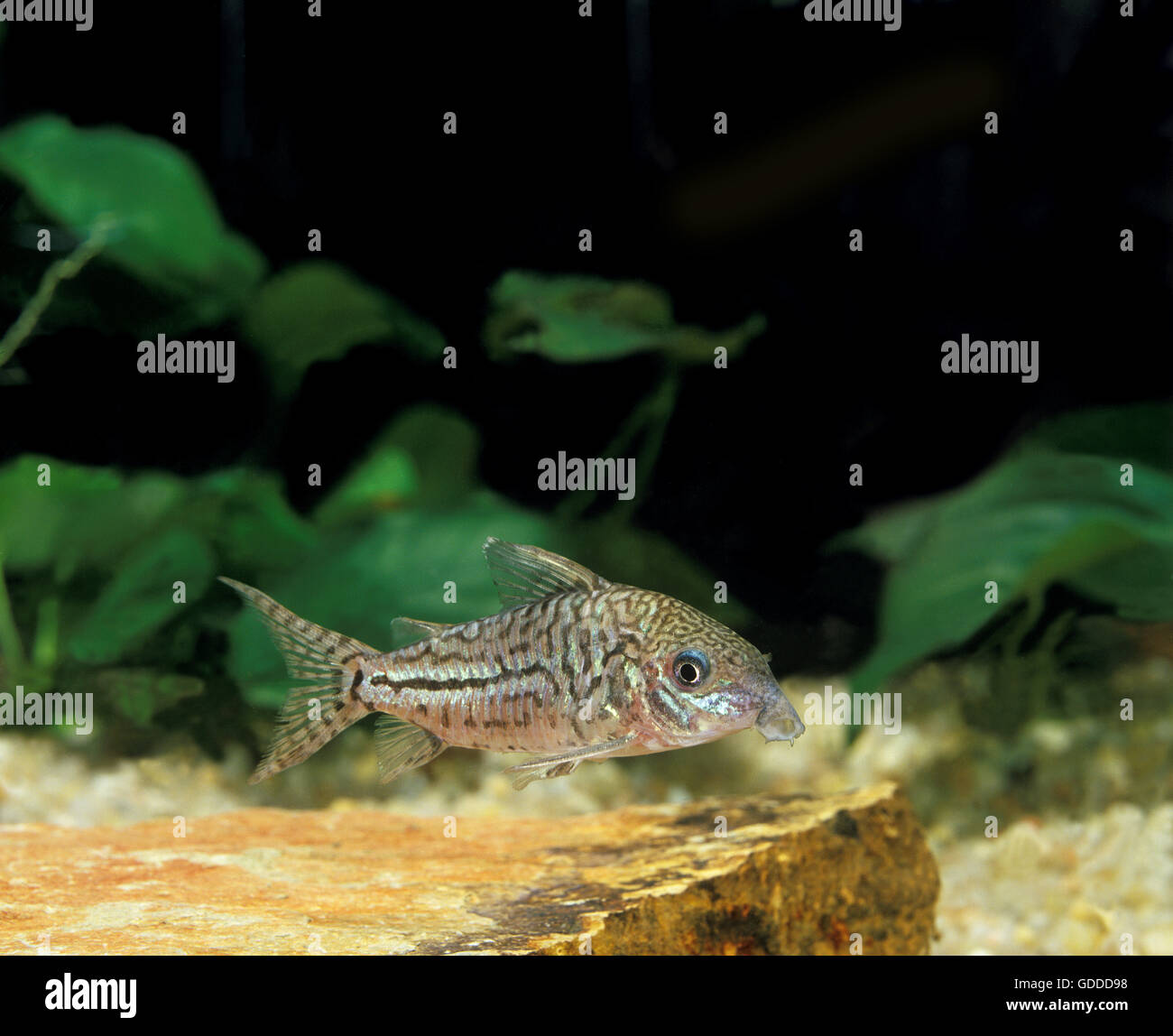 LEOPARD CORY O JULII CORY corydoras julii Foto Stock