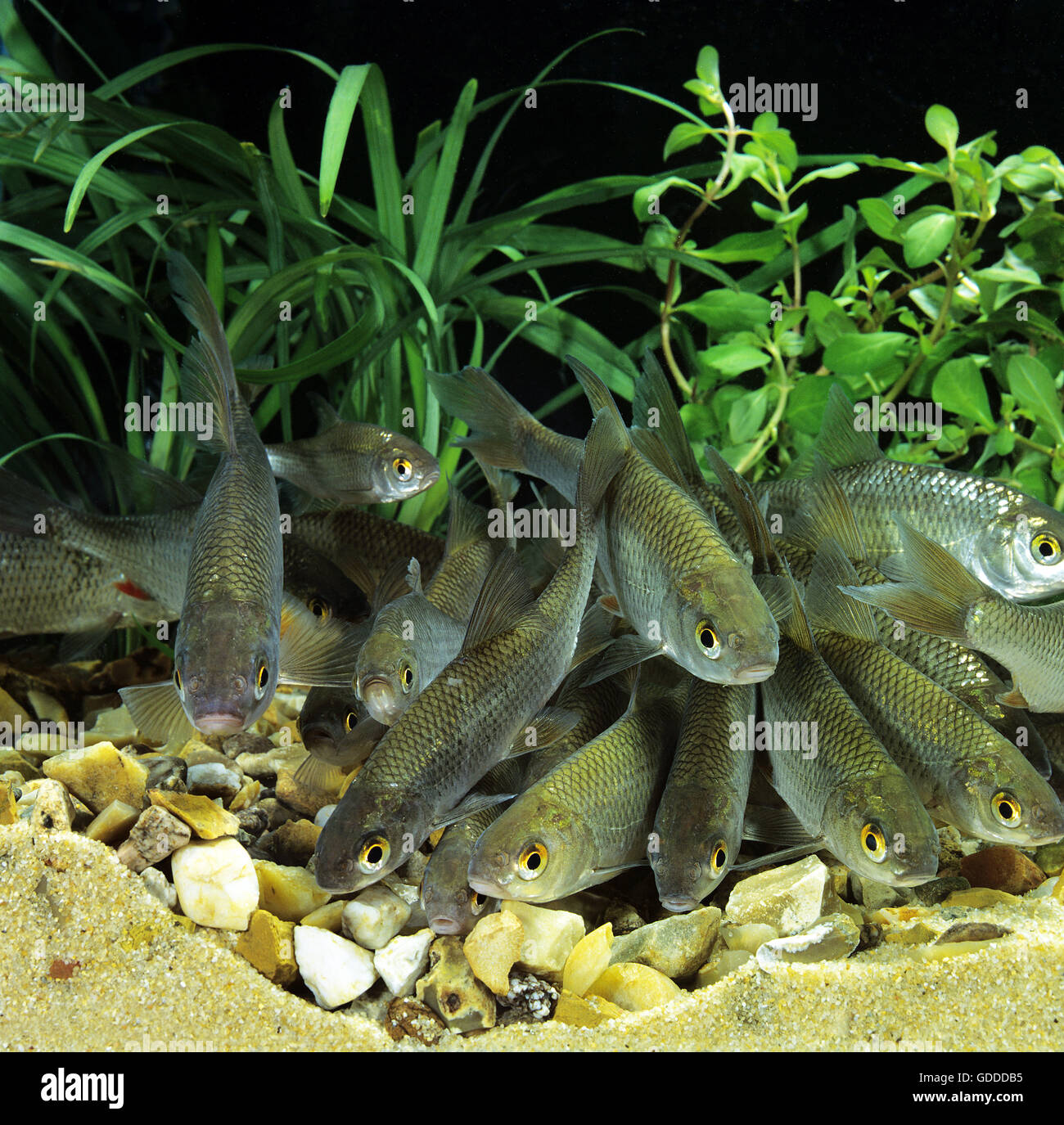 Roach, Rutilus rutilus Foto Stock