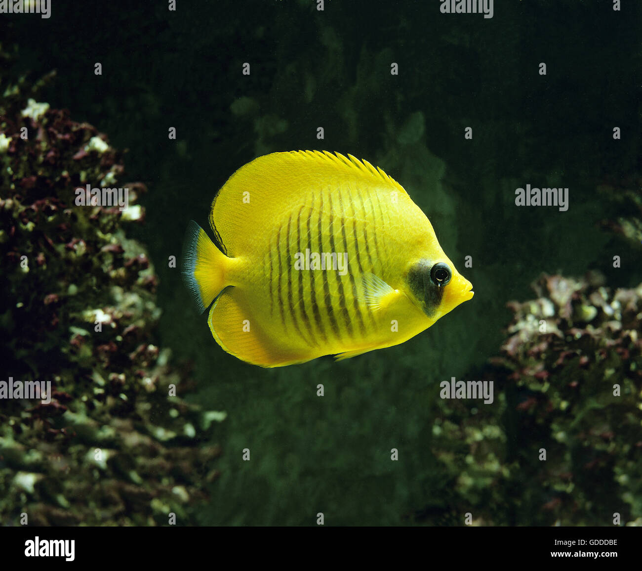 Mascherati o Butterflyfish Bluecheek Butterflyfish, chaetodon semilarvatus Foto Stock