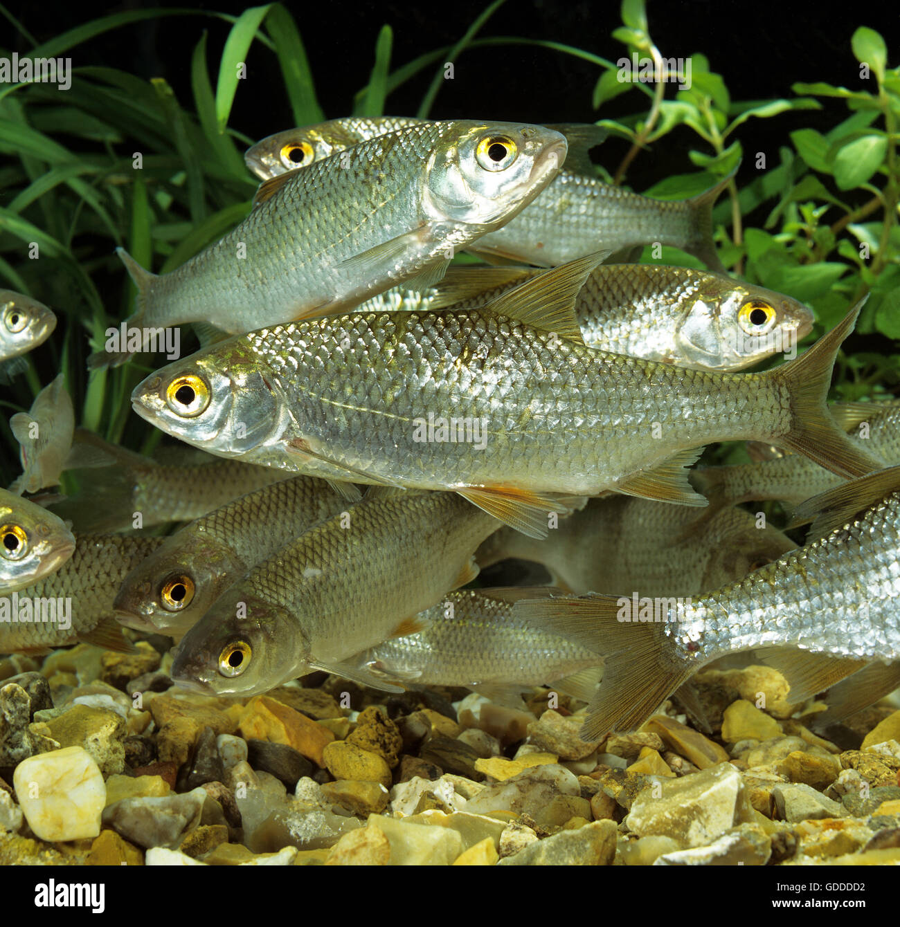 Roach, Rutilus rutilus Foto Stock