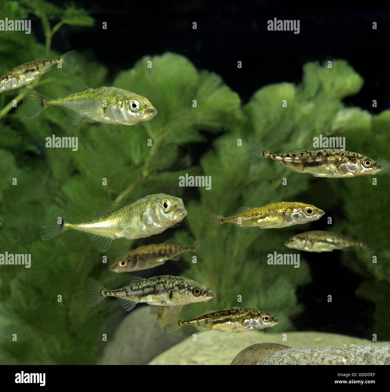 Stickleback, gasterosteus aculeatus Foto Stock