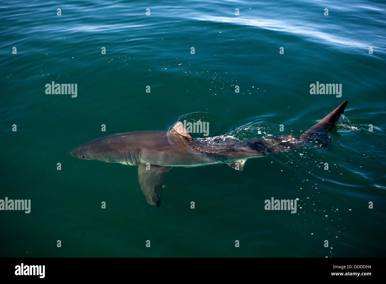 Il grande squalo bianco Carcharodon carcharias FALSE BAY IN SUD AFRICA Foto Stock