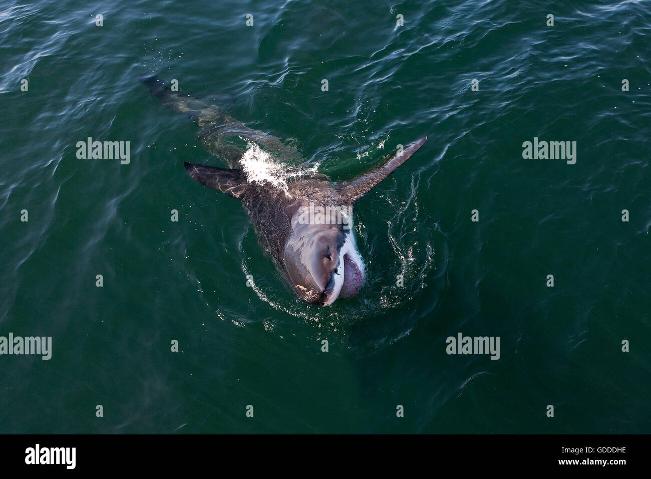 Il grande squalo bianco, Carcharodon carcharias False Bay in Sud Africa Foto Stock
