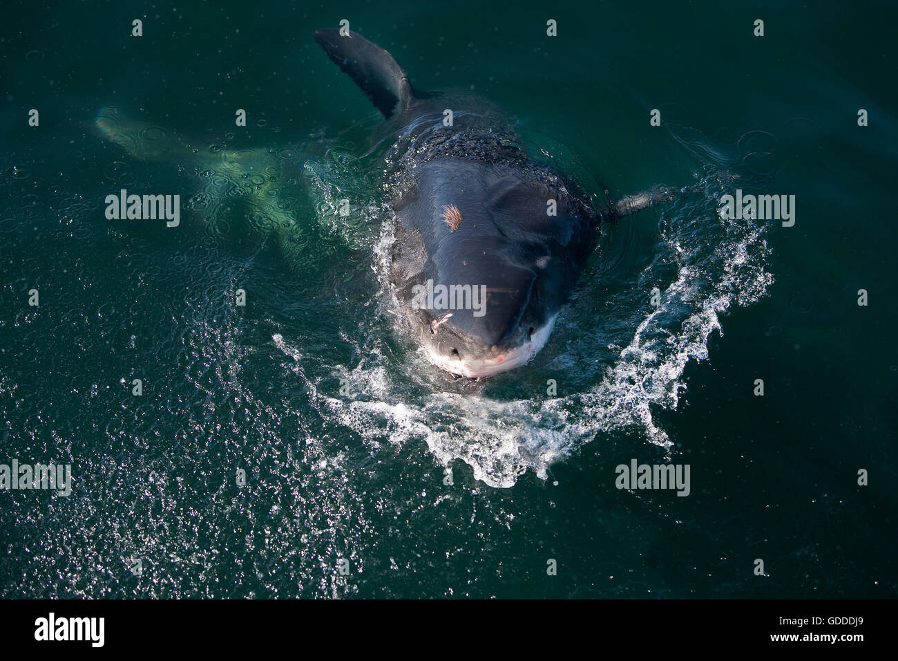 Il grande squalo bianco, Carcharodon carcharias, Adulti violare False Bay in Sud Africa Foto Stock