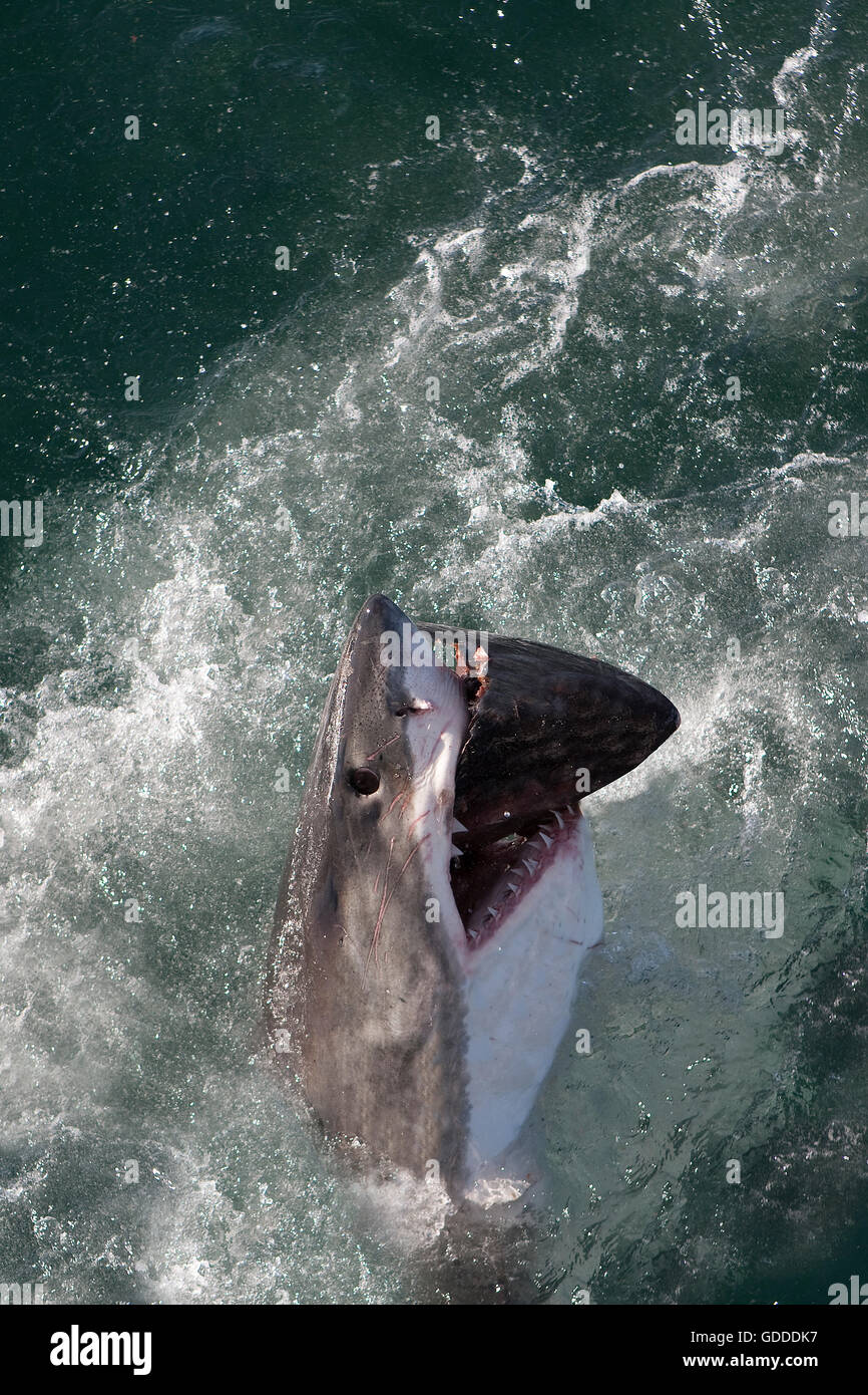 Il grande squalo bianco, Carcharodon carcharias, Adulti mangiare tonno, False Bay in Sud Africa Foto Stock