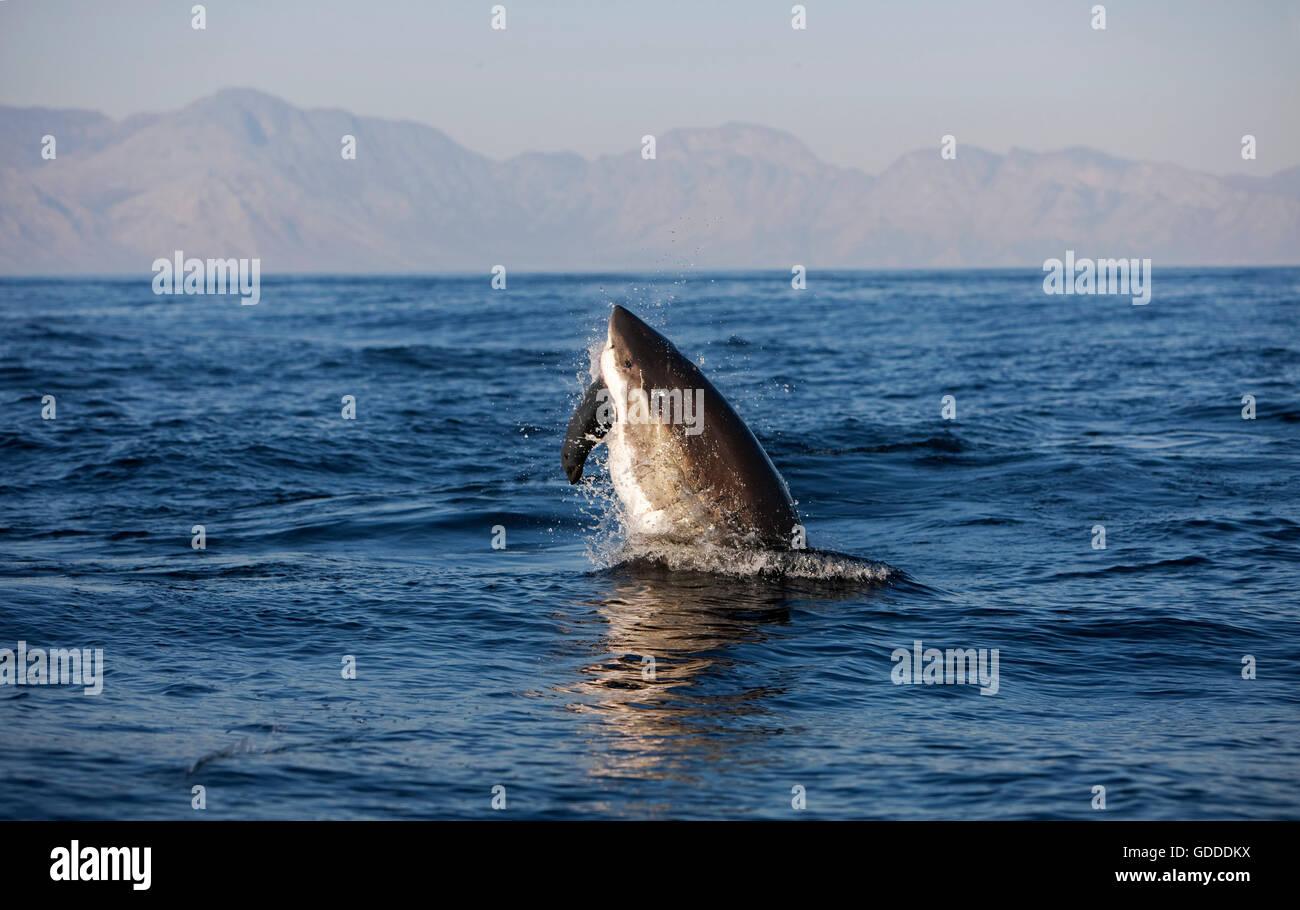 Il grande squalo bianco, Carcharodon carcharias, violando per adulti con un kill, un sudafricano pelliccia sigillo, Arctocephalus pusillus, False Bay in Sud Africa , False Bay in Sud Africa Foto Stock