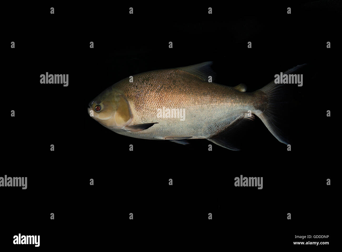 Unità organizzativa Tambaqui Pacu Pesce, colossoma macropomum, Adulti Foto Stock