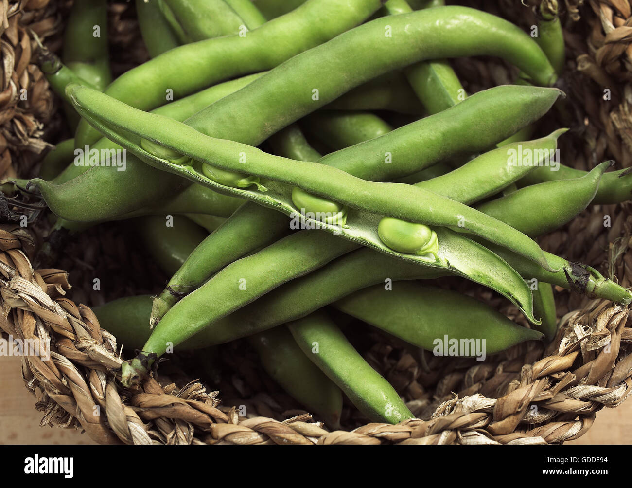 Le fave fresche, Vicia faba Foto Stock