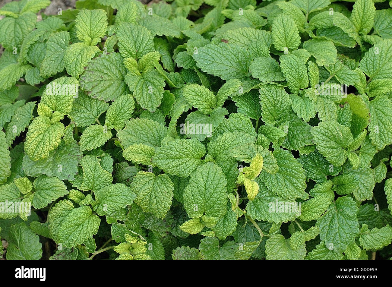 Melissa melissa officinalis Foto Stock