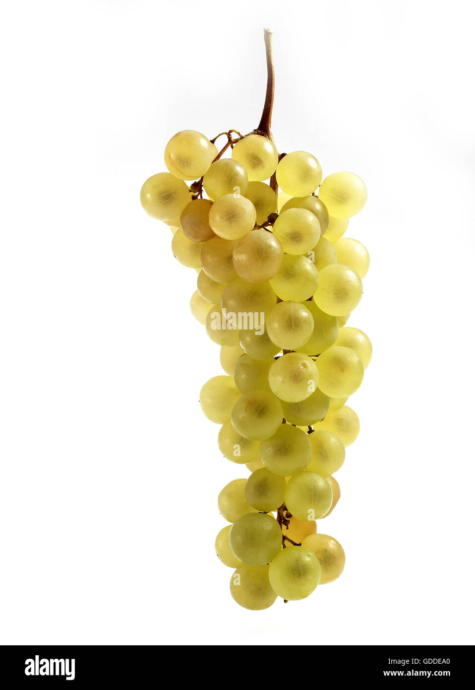 CHASSELAS BIANCO UVA vitis vinifera contro uno sfondo bianco Foto Stock