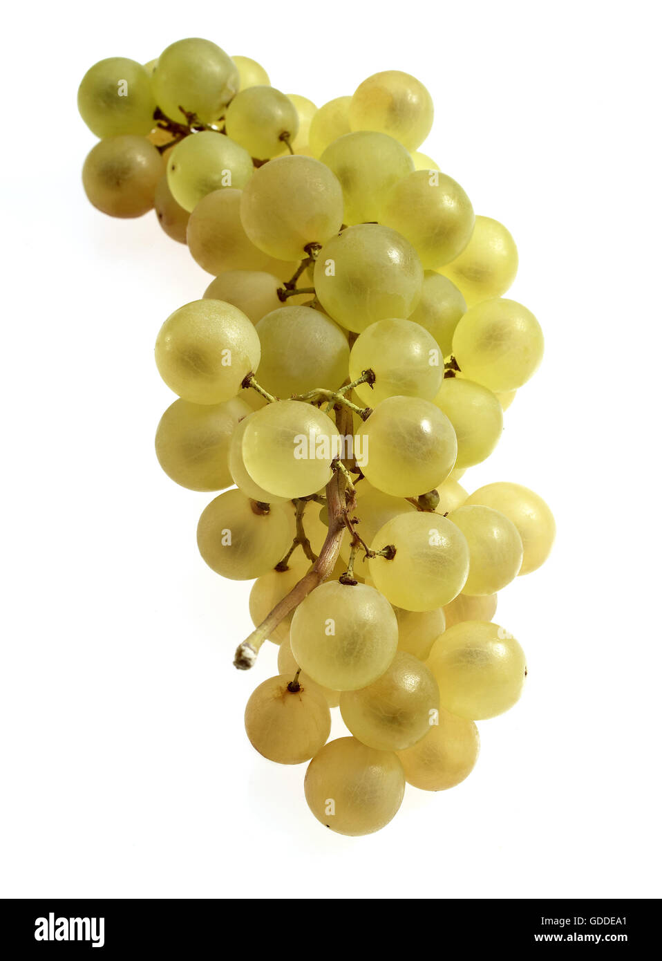 Chasselas Uva bianca, vitis vinifera, frutto contro uno sfondo bianco Foto Stock