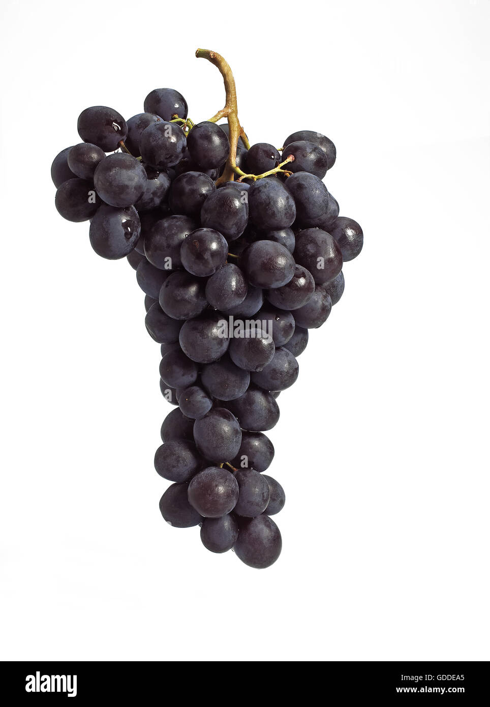 Nero uva moscato vitis vinifera contro uno sfondo bianco Foto Stock