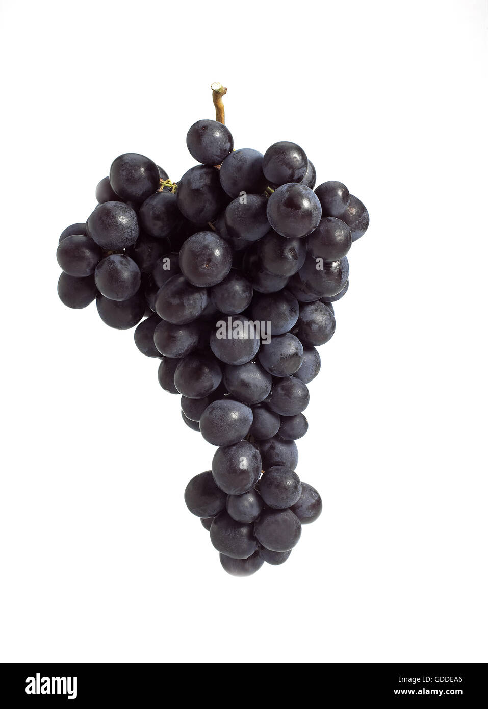 Nero uva moscato, vitis vinifera, frutto contro uno sfondo bianco Foto Stock