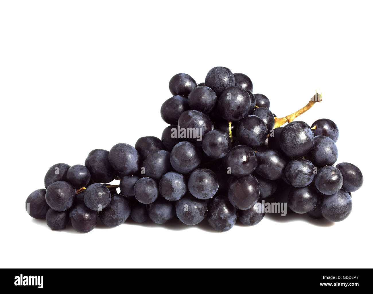 Nero uva moscato vitis vinifera contro uno sfondo bianco Foto Stock
