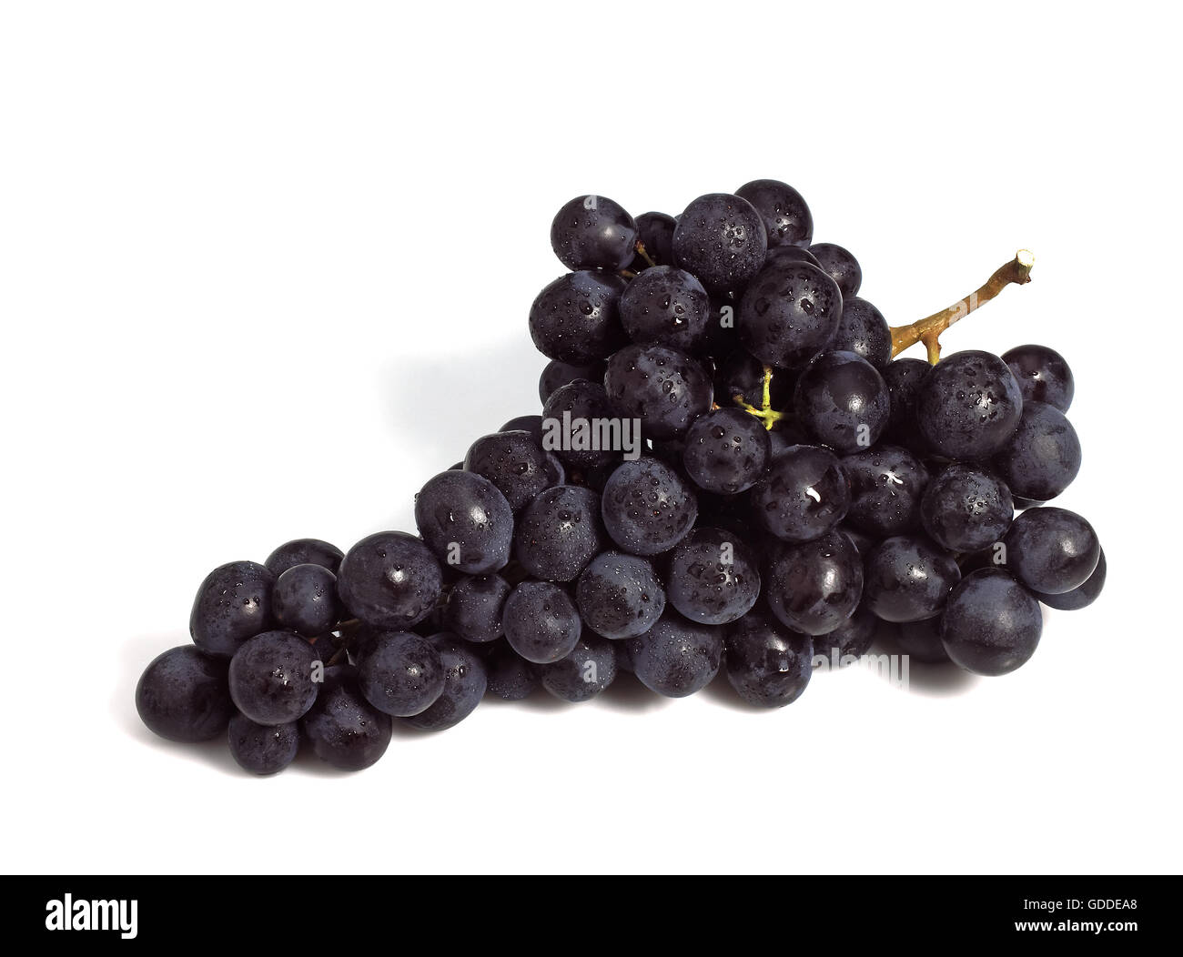 Nero uva moscato, vitis vinifera, frutto contro uno sfondo bianco Foto Stock