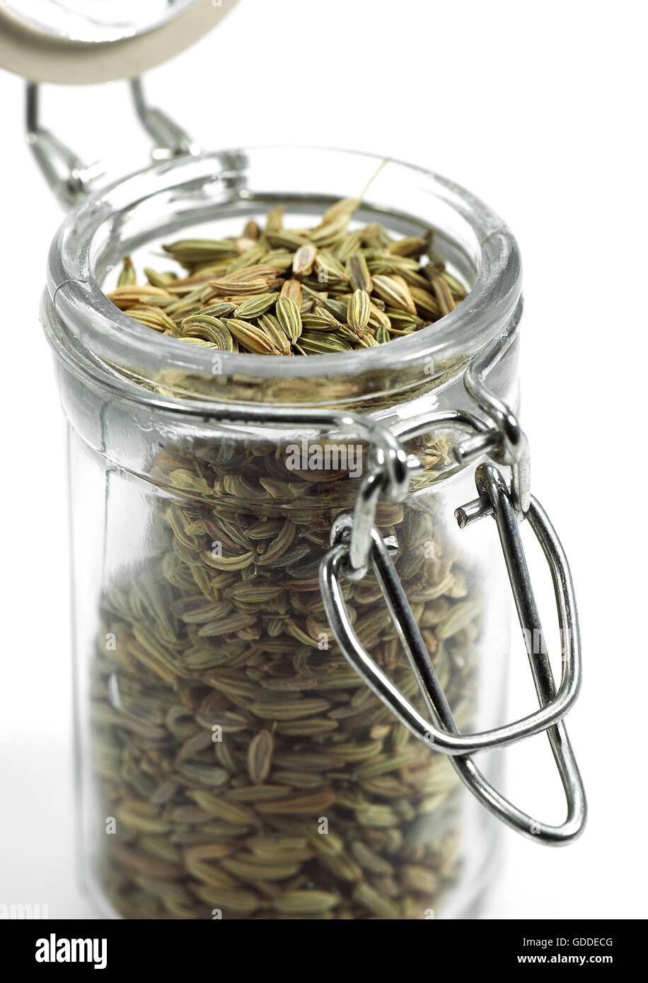 Semi di finocchio Foeniculum vulgare 066190 Gerard LACZ Foto Stock