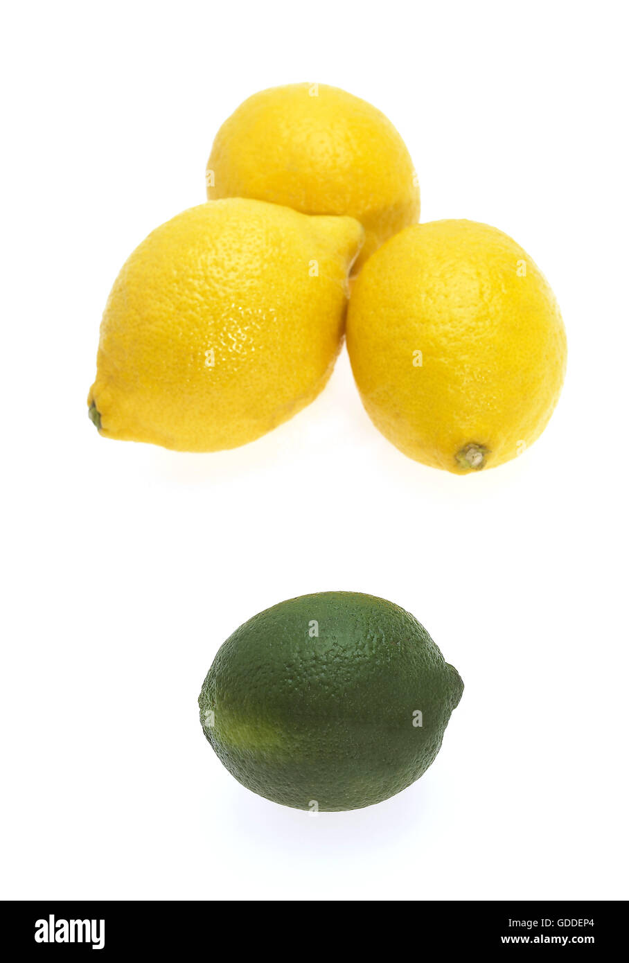 Il giallo dei limoni, Citrus limonum e limone verde, Citrus aurantifolia contro uno sfondo bianco Foto Stock