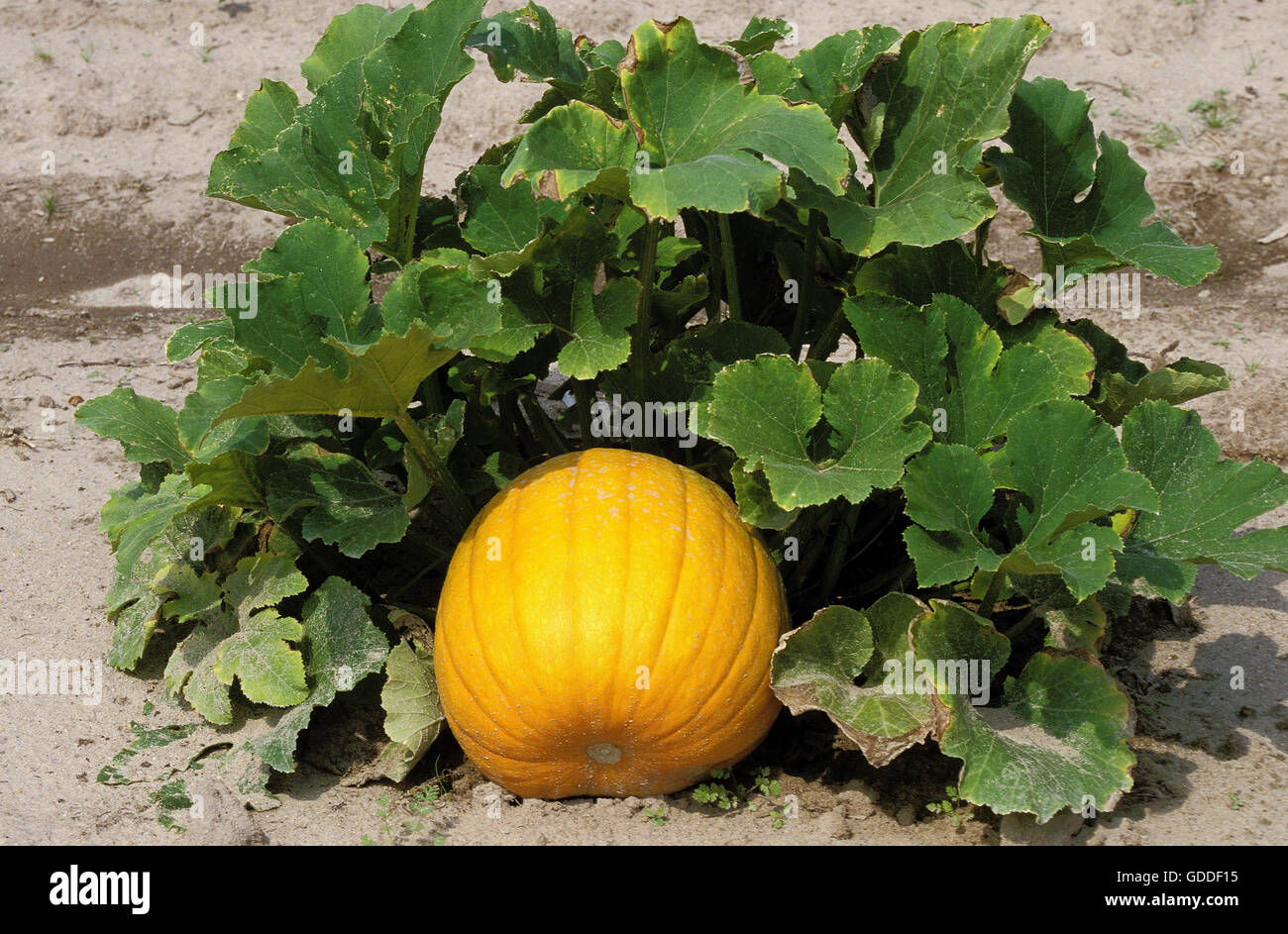 Zucca francese chiamato ROUGE VIF D'ETAMPES cucurbita maxima Foto Stock