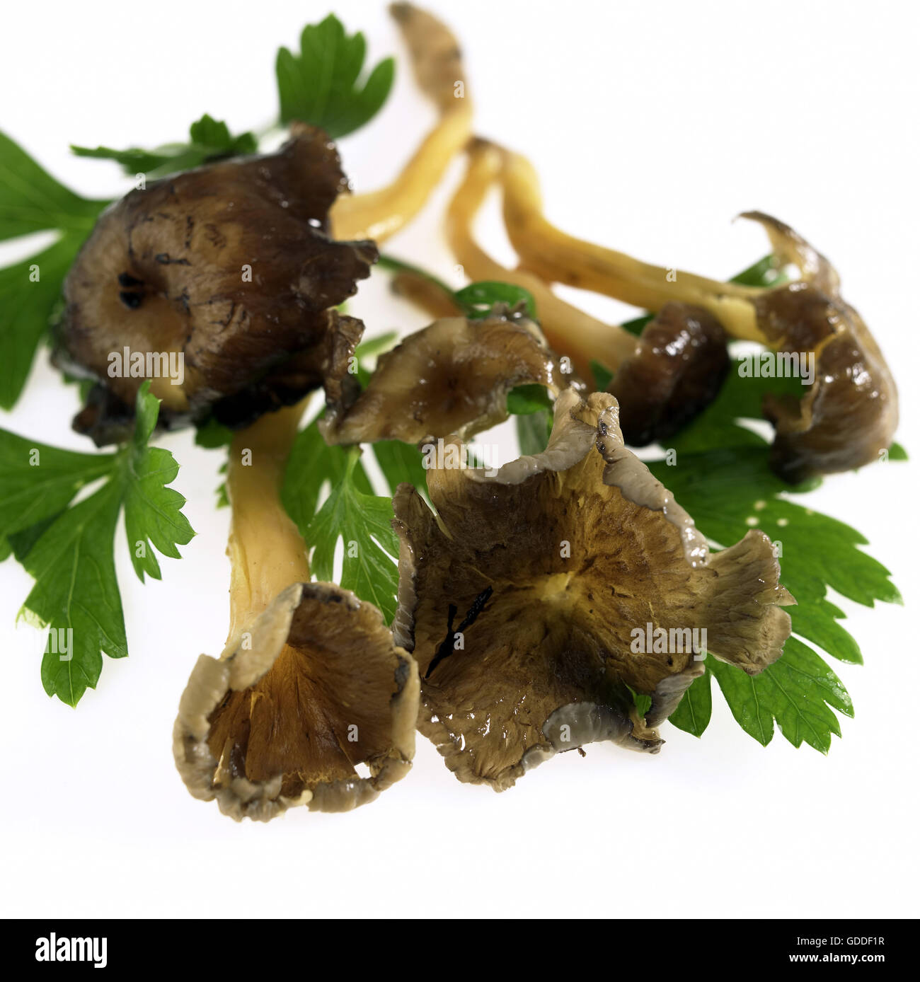 Tromba Chanterelle funghi o in autunno, Chanterelle cantharellus tubiformis, i funghi e il prezzemolo contro uno sfondo bianco Foto Stock