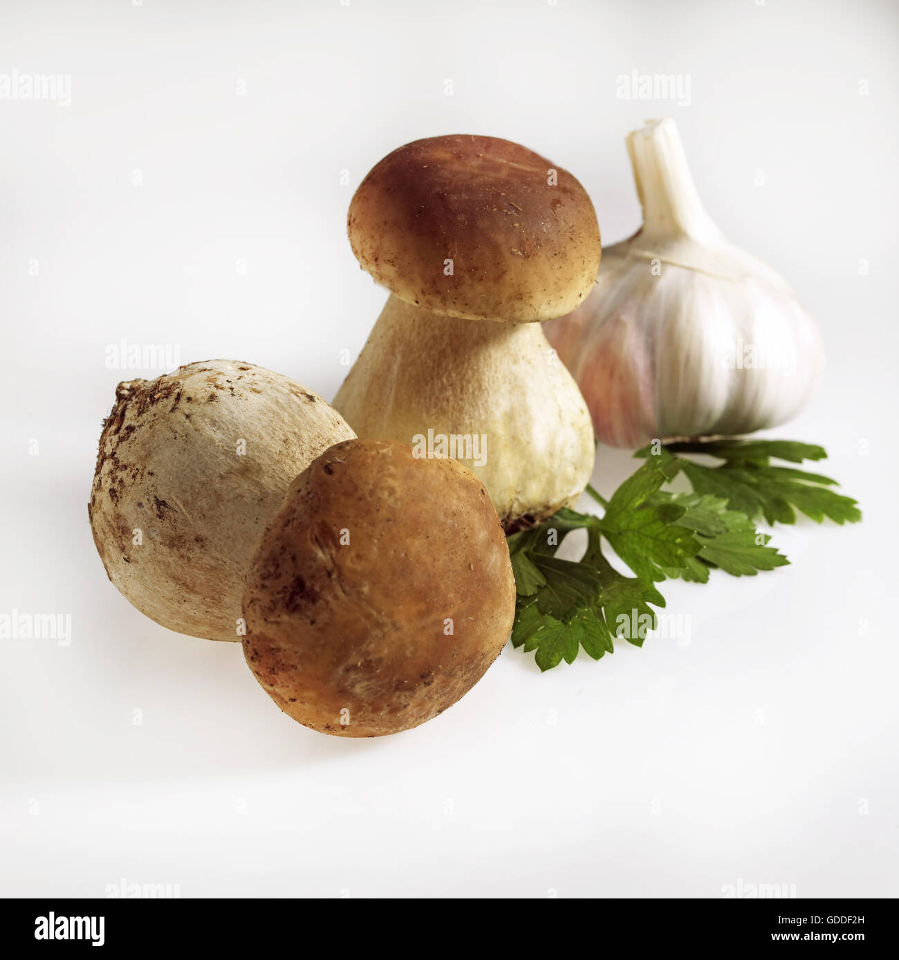 Cep o Penny Bun o porcini, Boletus edulis, funghi, aglio e prezzemolo contro uno sfondo bianco Foto Stock