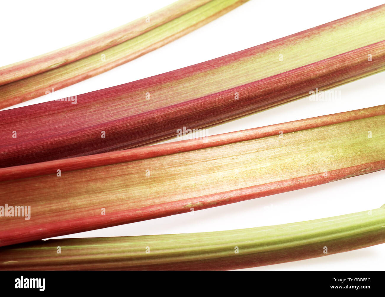 Rabarbaro, Rheum rhabarbarum contro uno sfondo bianco Foto Stock