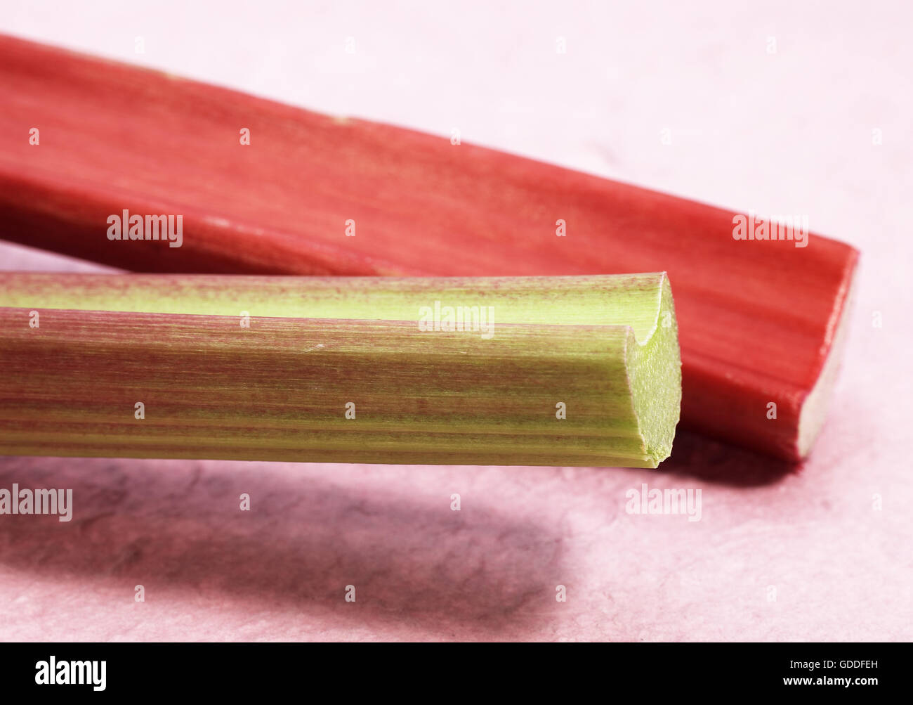 Rabarbaro Rheum rhabarbarum Foto Stock