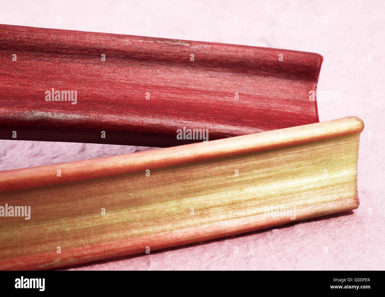 Rabarbaro Rheum rhabarbarum Foto Stock