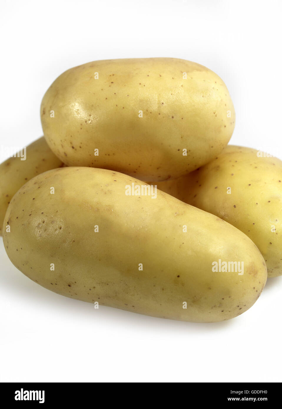 CHARLOTTE patata solanum tuberosum contro uno sfondo bianco Foto Stock