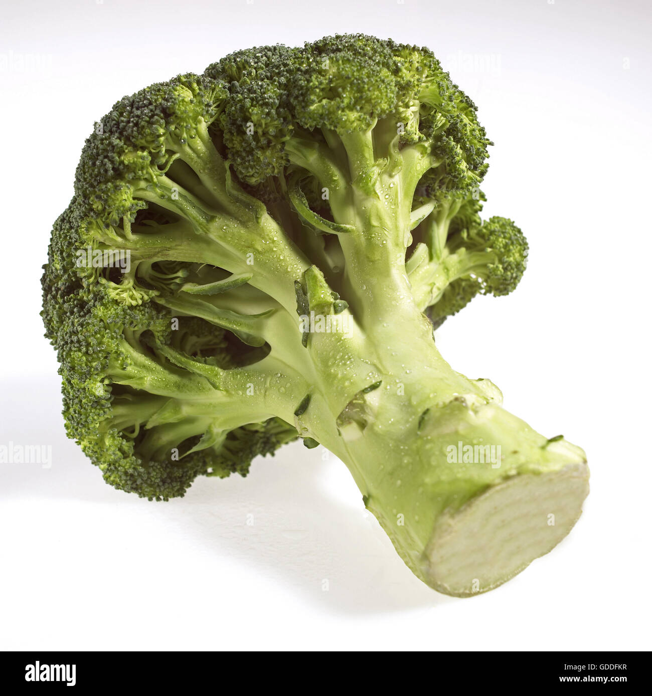 Cavolo broccolo, Brassica oleracea contro uno sfondo bianco Foto Stock