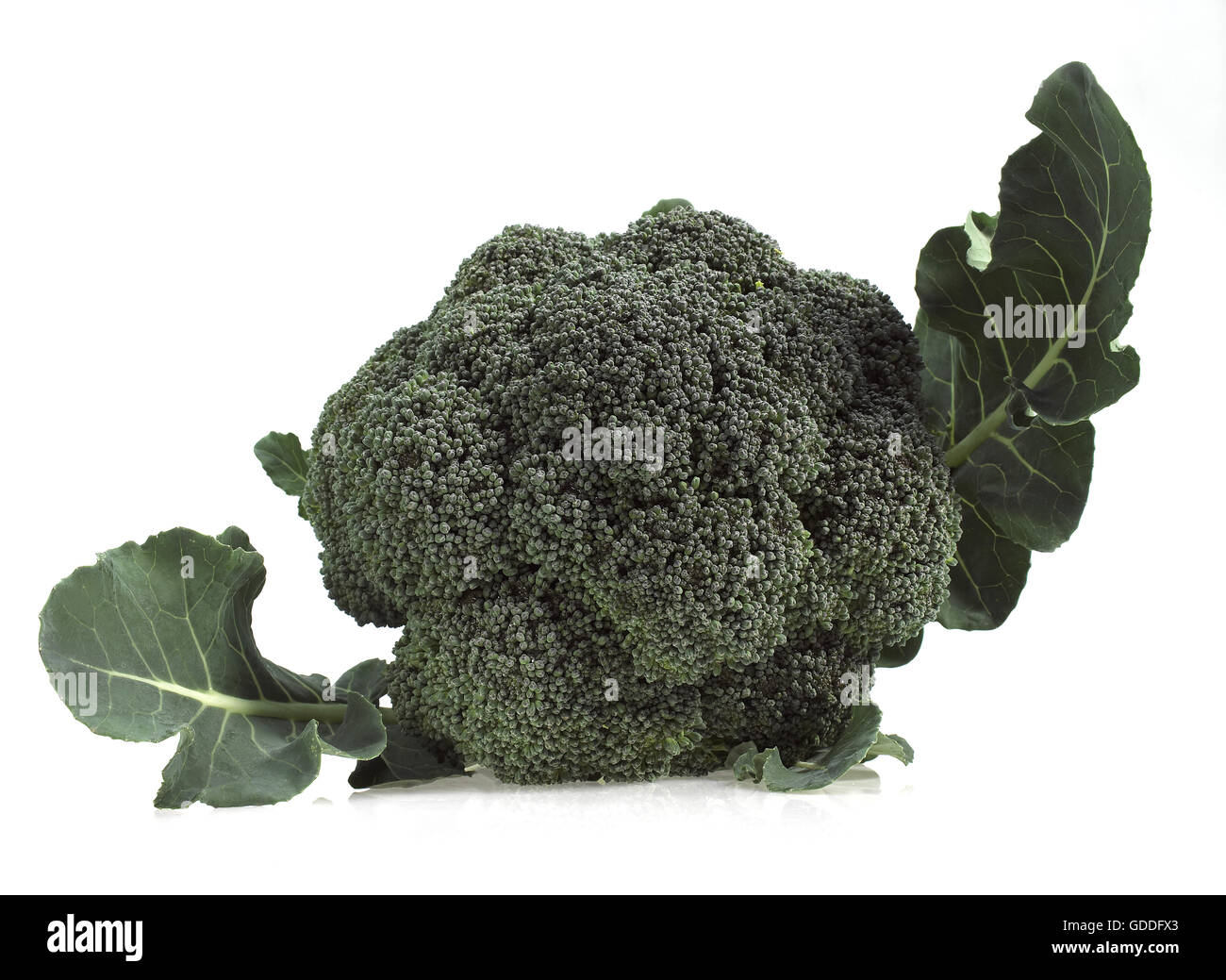 Cavolo broccolo contro uno sfondo bianco Foto Stock