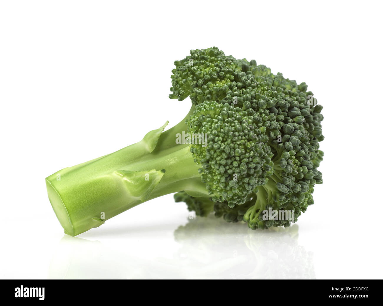 Cavoli broccoli, Brassica oleracea, vegetali contro uno sfondo bianco Foto Stock
