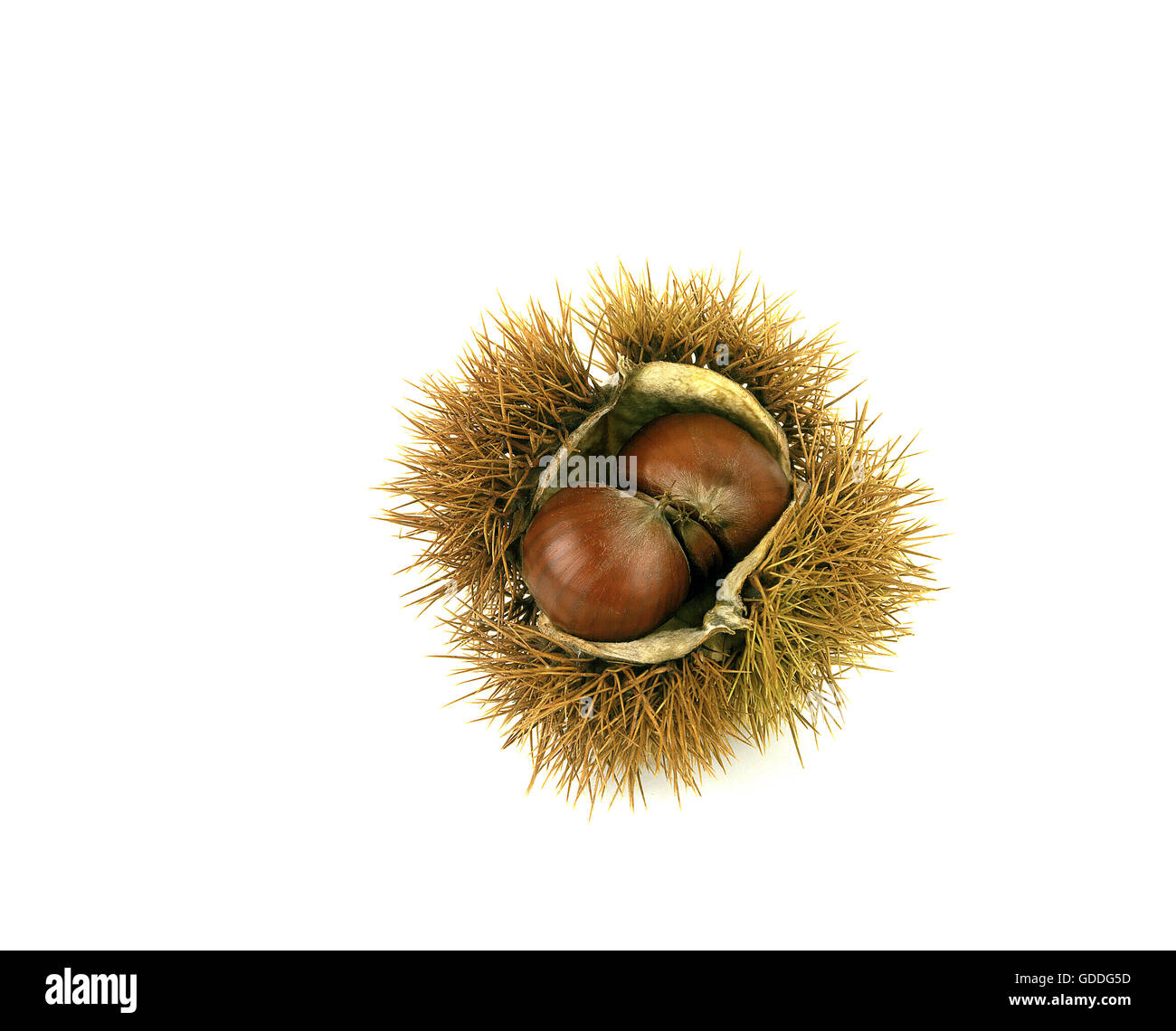 Chestnut Bur, castanea sativa, frutti contro uno sfondo bianco Foto Stock