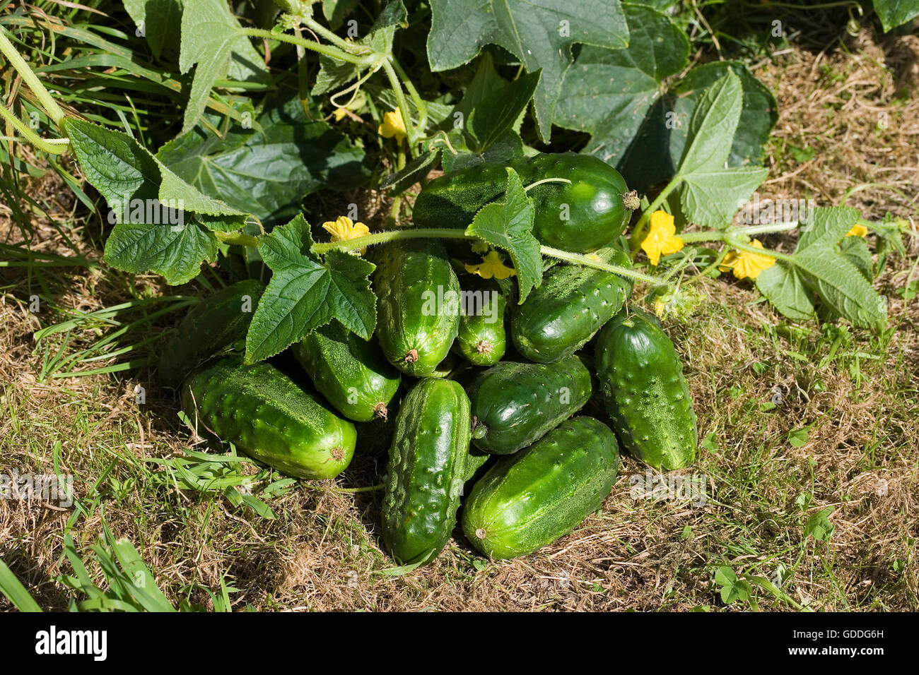 Semi Di Cetriolo Dolce Cetriolino - 70+ Semi Freschi Per Orto E Giardino Domestico