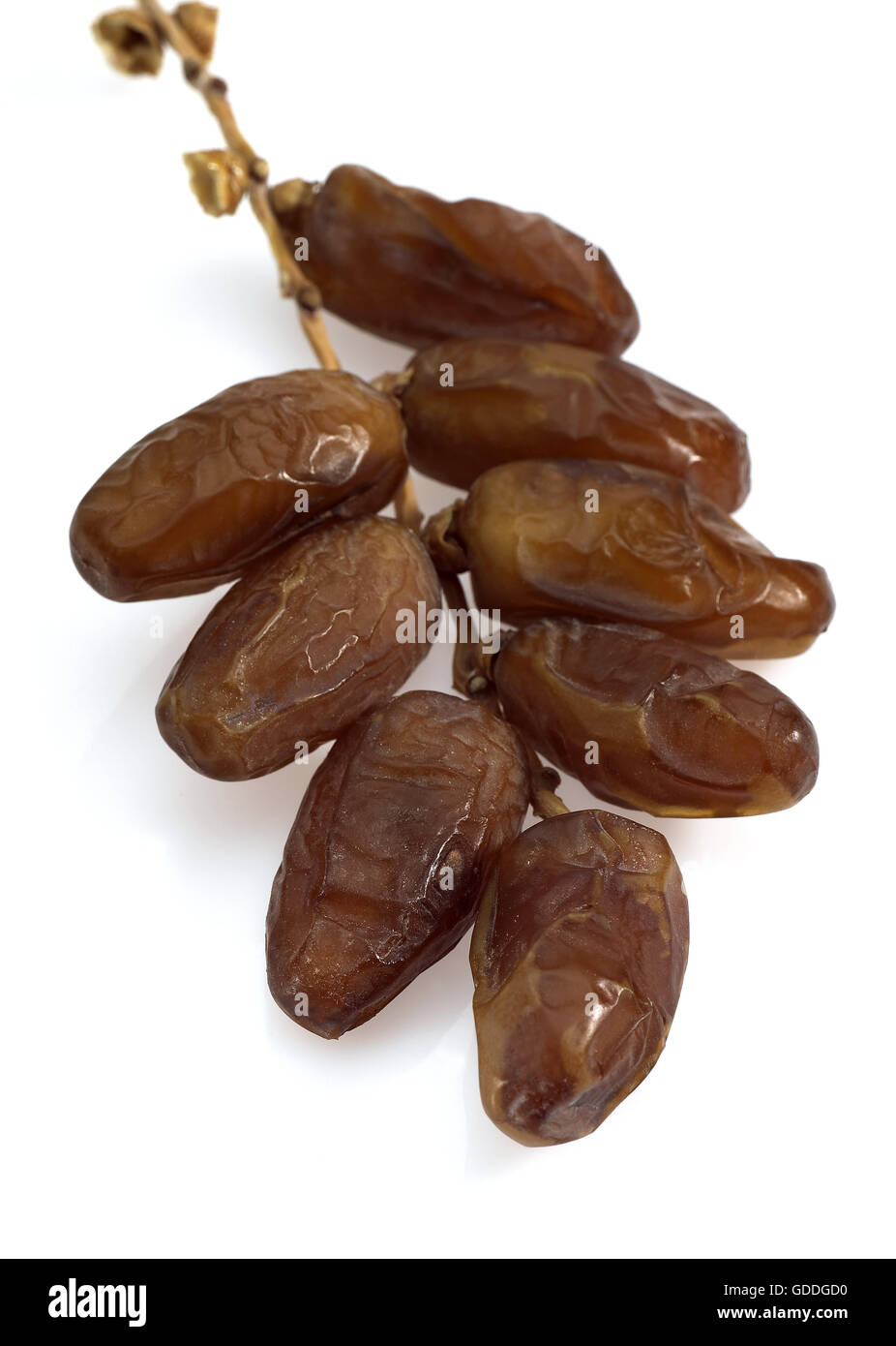 Data secca Frutta PALM Phoenix dactylifera contro uno sfondo bianco Foto Stock