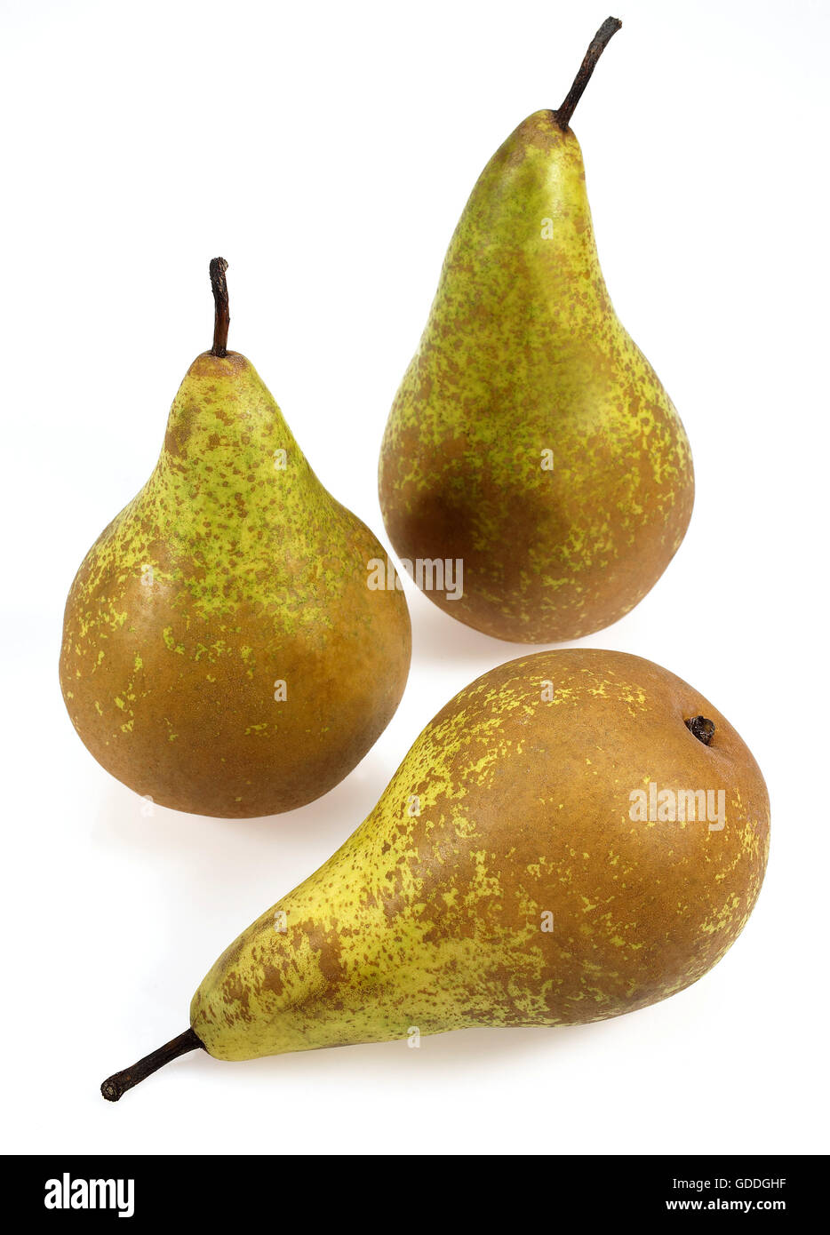 Conferenza Pera, Pyrus communis, frutti contro uno sfondo bianco Foto Stock