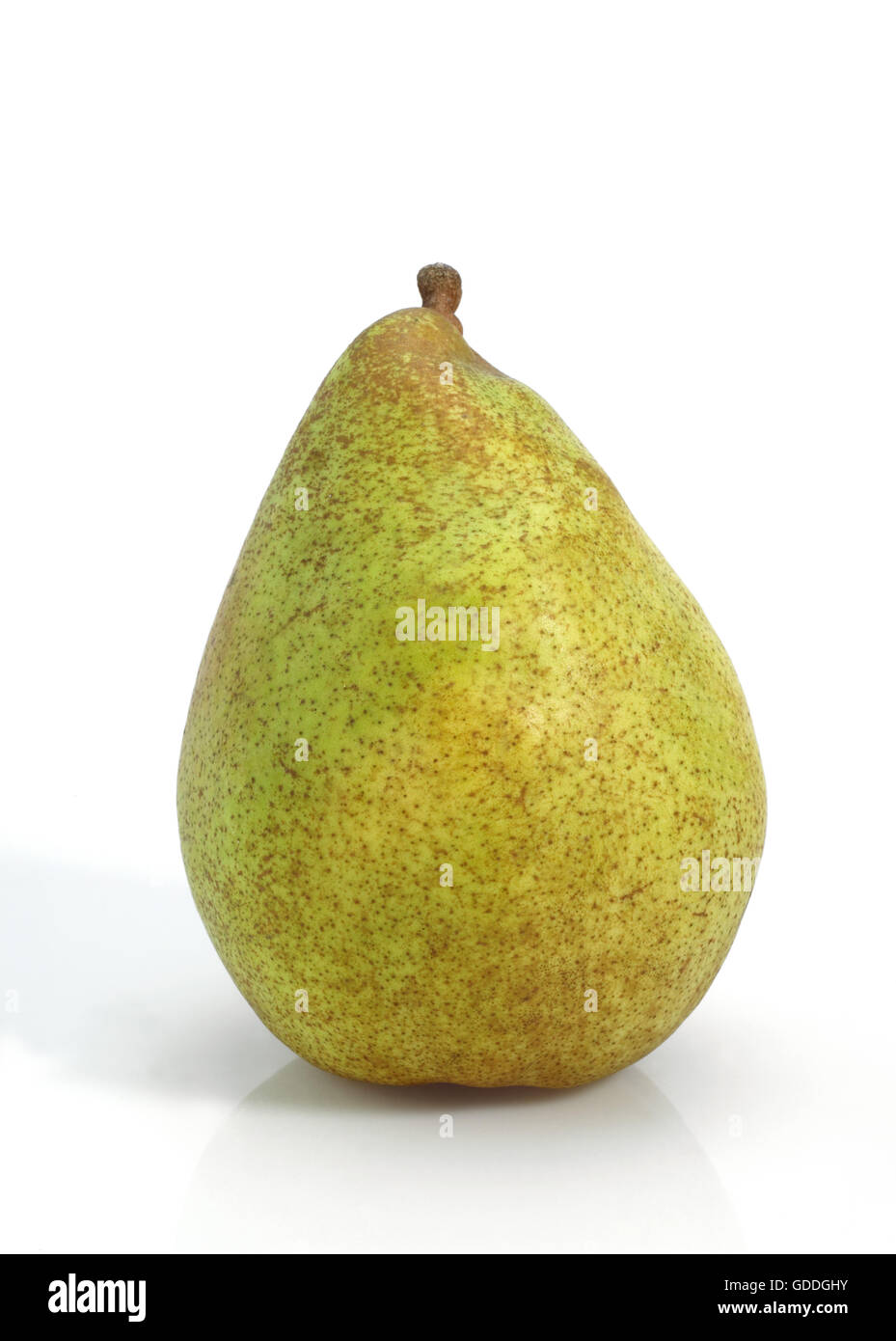 Comice Pera, Pyrus communis, frutto contro uno sfondo bianco Foto Stock
