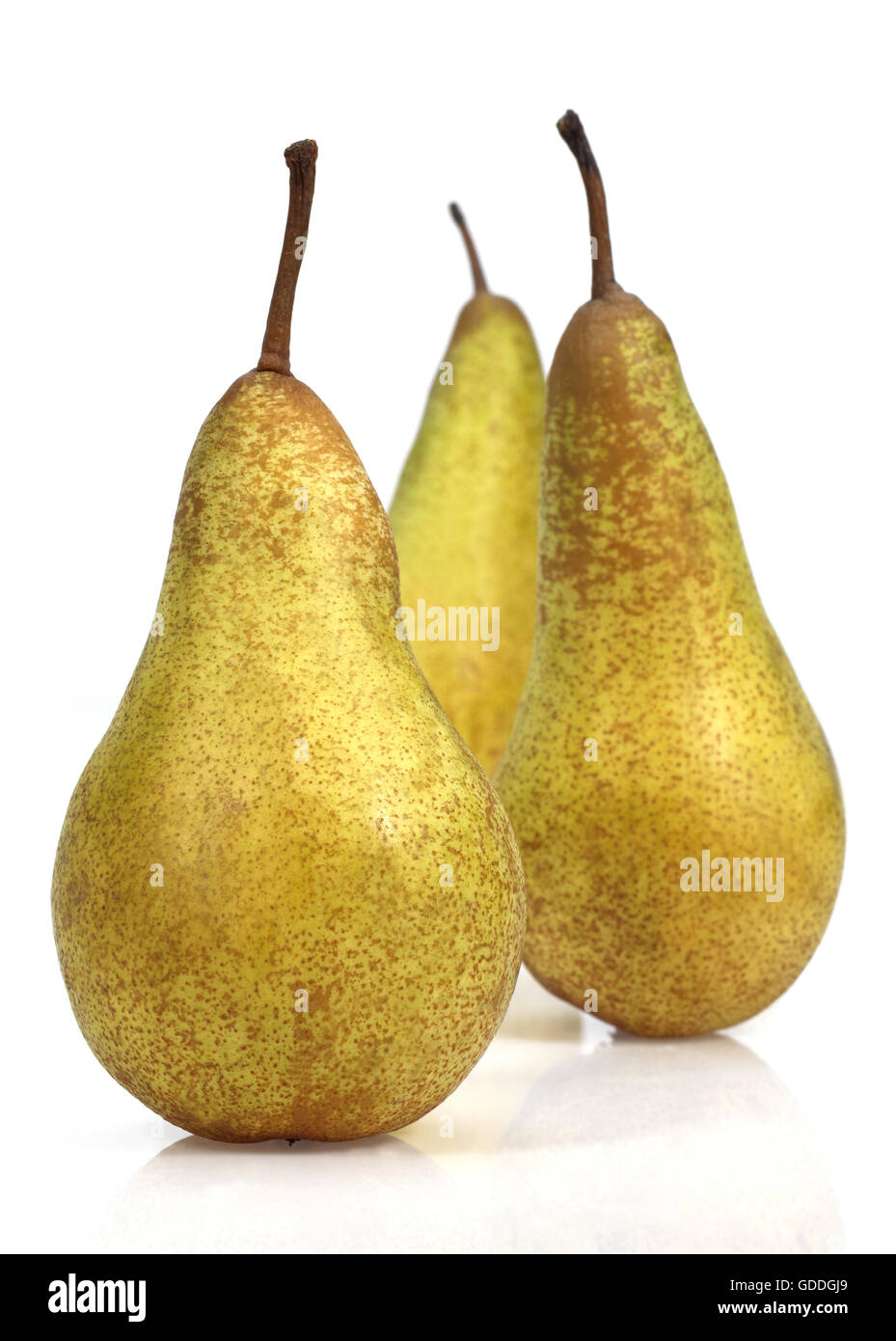 Conferenza Pera, Pyrus communis, frutti contro uno sfondo bianco Foto Stock