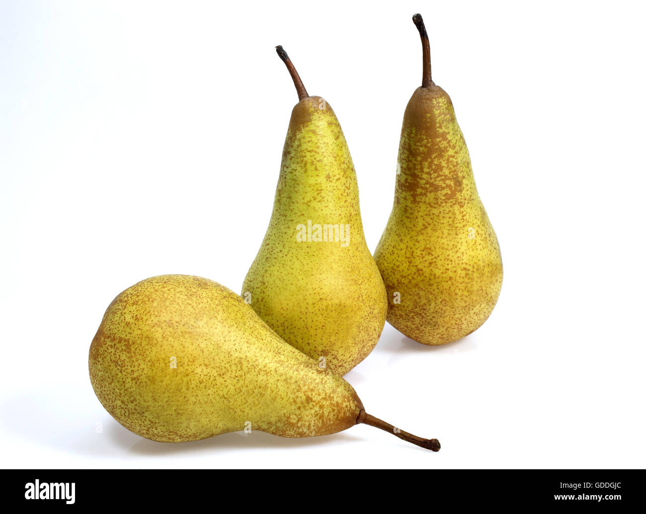 Conferenza Pera, Pyrus communis, frutti contro uno sfondo bianco Foto Stock