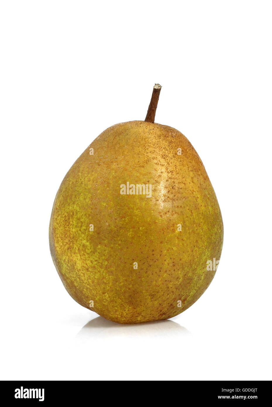 BEURRE HARDY PERA Pyrus communis contro uno sfondo bianco Foto Stock