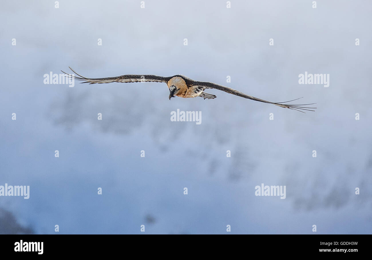 Gypaetus barbatus,gipeto,lammergeier,Vecchio Mondo vulture Foto Stock