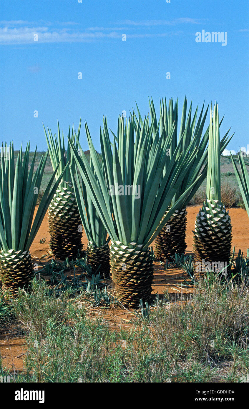 Agave, agave sisalana, piantagione in Madagascar nei pressi di Fort Dauphin Foto Stock