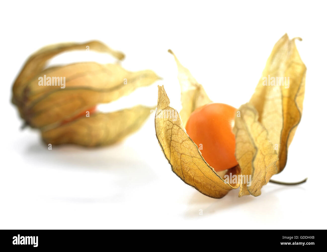 Lanterna cinese frutta, physalis alkekenge, frutti contro uno sfondo bianco Foto Stock