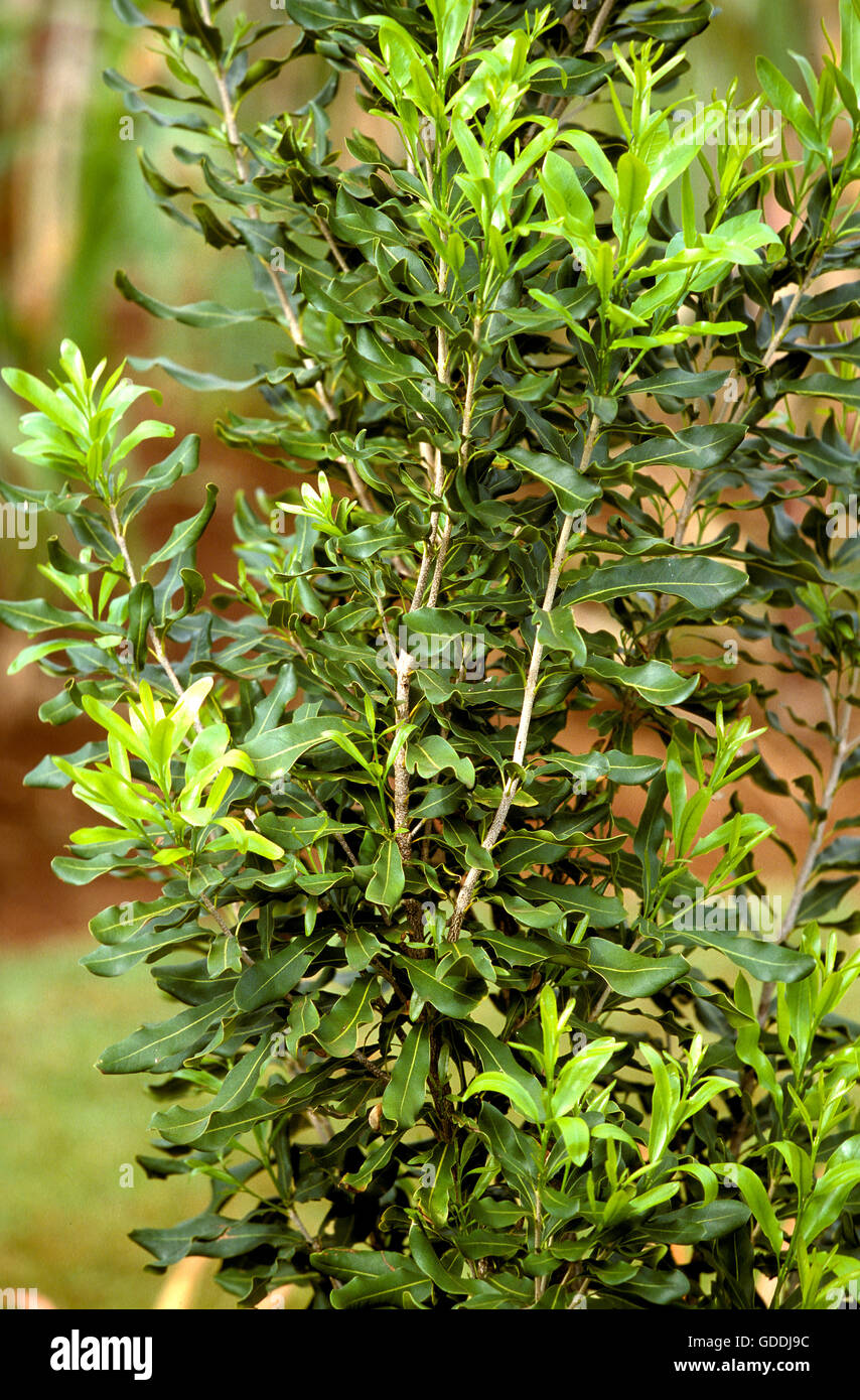 Struttura di macadamia, macadamia sp. Arbusto in Hawaii Foto Stock