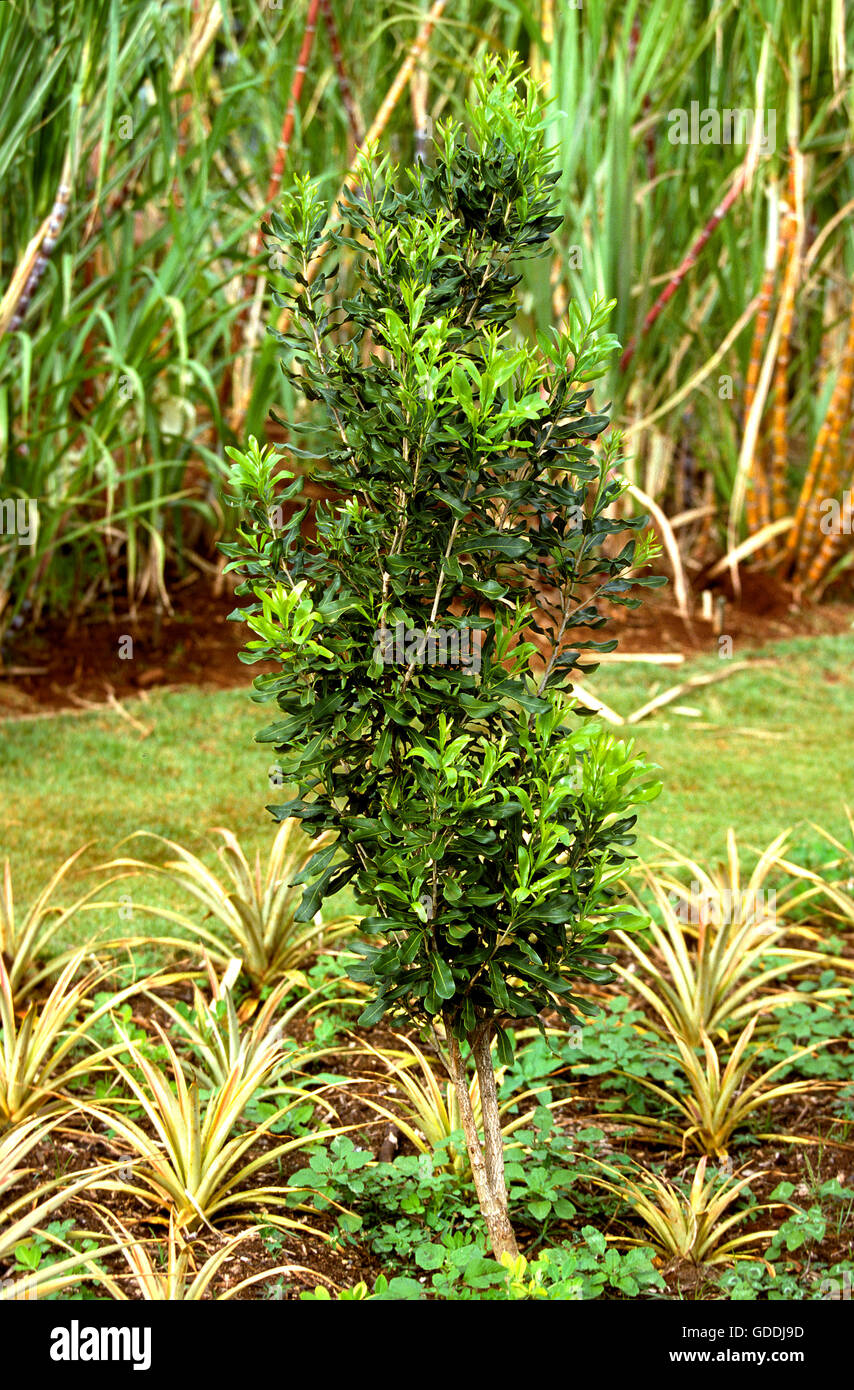 Struttura di macadamia, macadamia sp. Arbusto in Hawaii Foto Stock